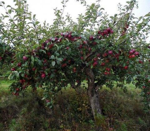 Jabłoń domowa / Malus domestica MALINOWA OBERLANDZKA - Centrum-Ogrodnicze |Dammera