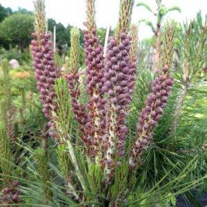 1-sosna-gęstokwiatowa-Pinus-densiflora-Umbraculifera-e1385292090883
