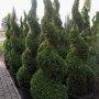 thuja-Smaragd-bonsai