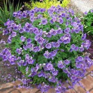 geranium-magnificum-Rosemoor