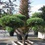 jałowiec-pfitzera-Glauca-bonsai21