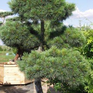 sosna-drobnokwiatowa-Pinus-parviflora-bonsai