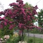 Dammera Głóg Paul's Scarlet drzewo kwitnące na czerwono 