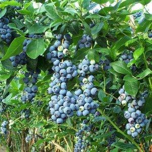1-Blueberry_Bush1