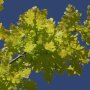 Dąb szypułkowy Concordia Quercus robur szkółka Dammera