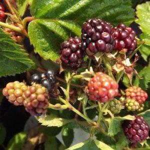Rubus-fruticosus-Triple-Crown