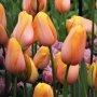 tulipan Dordogne